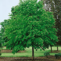Cercidiphyllum japonicum - Kontejner 10 l, v. 125-150 cm