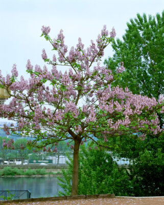 Paulownia tomentosa