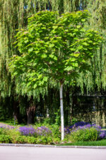 Paulownia tomentosa - Obrázek 3