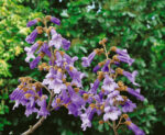Paulownia tomentosa - Obrázek 2