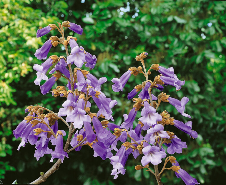 Paulownia tomentosa