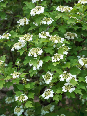 Viburnum opulus 'Compactum'