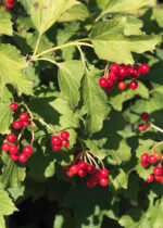 Viburnum opulus 'Compactum' - Obrázek 2