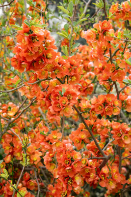 Chaenomeles superba 'Orange Trail'