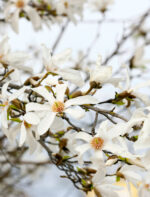 Magnolia stellata - Obrázek 2