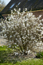 Magnolia stellata