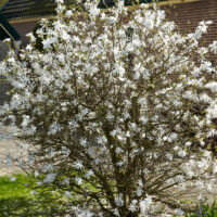 Magnolia stellata - C2,5L 30-40 CM