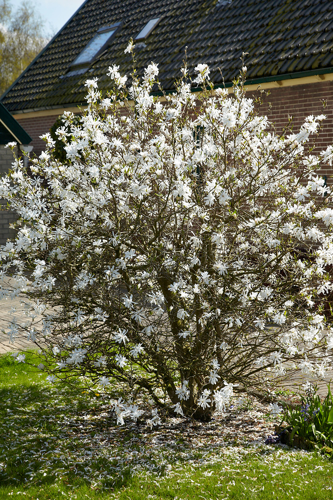 Magnolia stellata