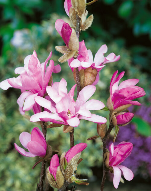 Magnolia loebneri 'Leonard Messel' - Obrázek 2