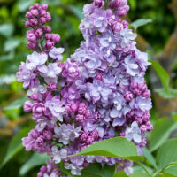 Syringa vulg. 'Michel Buchner'