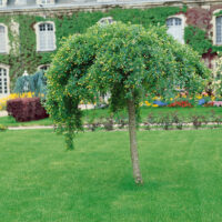 Caragana arborescens 'Pendula'