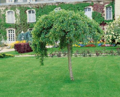 Caragana arborescens 'Pendula' - Obrázek 1