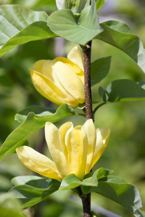 Magnolia 'Yellow Bird' - Obrázek 1