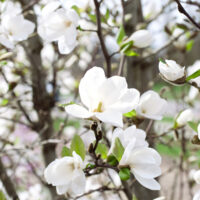 Magnolia loebneri 'Merrill'