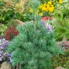 Pinus parviflora 'Negishi' - Kontejner 15 l, v. 40-60 cm
