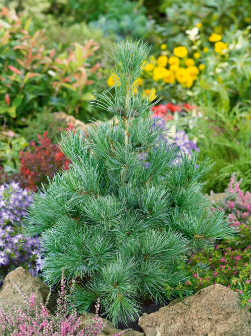 Pinus parviflora 'Negishi' - Obrázek 1