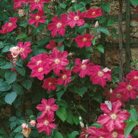 Clematis 'Ernest Markham'