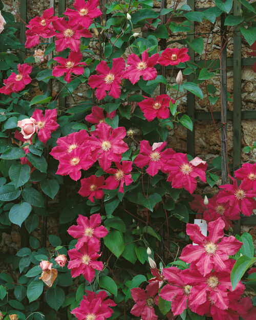 Clematis 'Ernest Markham' - Obrázek 1