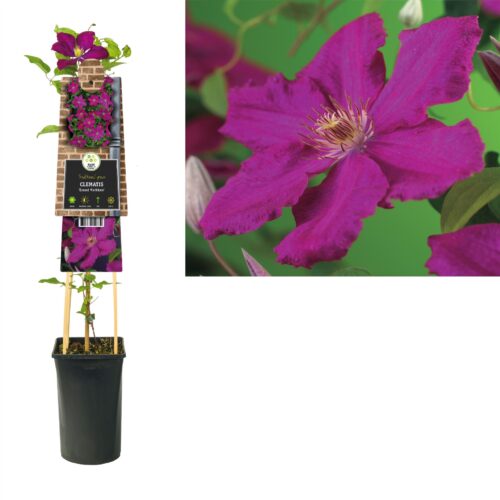 Clematis 'Ernest Markham' - Obrázek 3