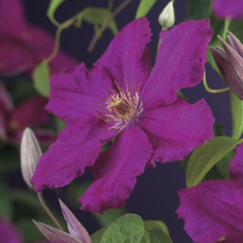 Clematis 'Ernest Markham' - Obrázek 2