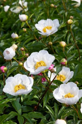 Paeonia lactiflora 'Krinkled White'