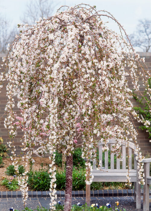 Prunus subhirtella 'Pendula Rubra' - Obrázek 1