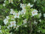 Philadelphus 'Belle Etoile' - Obrázek 2