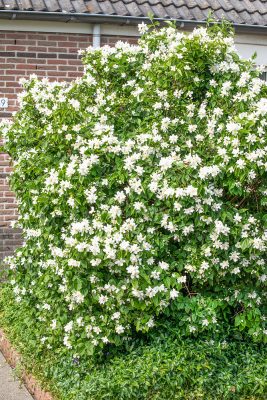 Philadelphus 'Belle Etoile'