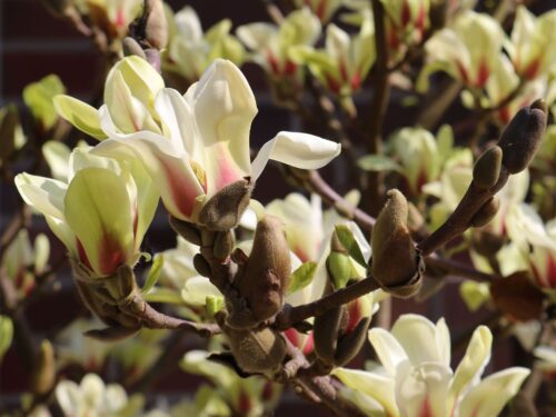 Magnolia 'Sunsation' - Obrázek 2