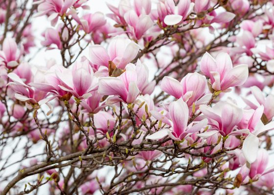 Magnolia soulangeana