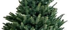 Abies fraseri - Obrázek 2