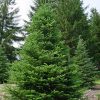 Abies fraseri - Kontejner 10 l, v. 80-100 cm