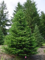 Abies fraseri