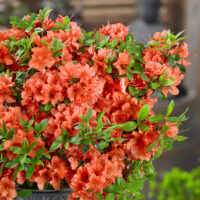 Azalea (J) 'Geisha Orange'