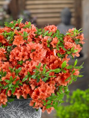 Azalea (J) 'Geisha Orange'