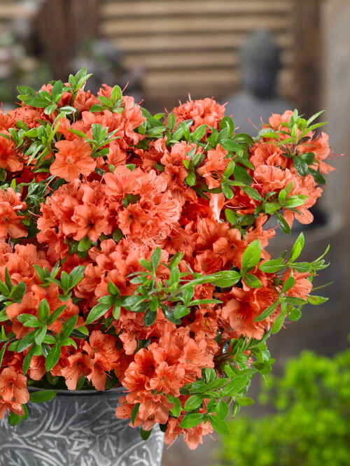 Azalea (J) 'Geisha Orange' - Obrázek 1