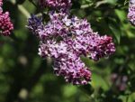 Syringa vulgaris 'Sensation' - Obrázek 2