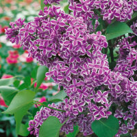 Syringa vulgaris 'Sensation'