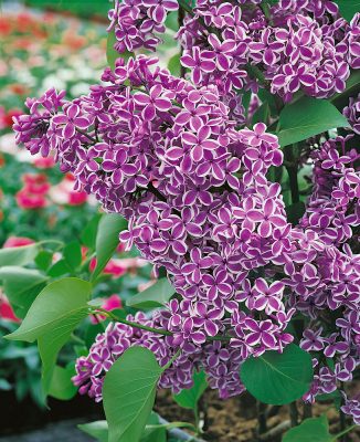 Syringa vulgaris 'Sensation'