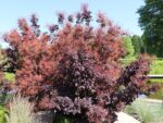 Cotinus coggygria 'Royal Purple' - Obrázek 2