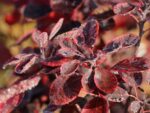 Cotinus coggygria 'Royal Purple' - Obrázek 3