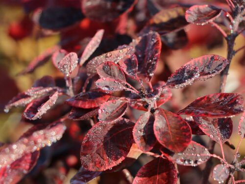 Cotinus coggygria 'Royal Purple' - Obrázek 3