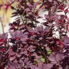 Cotinus coggygria 'Royal Purple' - Kontejner 5 l, v. 40-50 cm