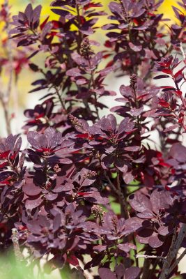 Cotinus coggygria 'Royal Purple'