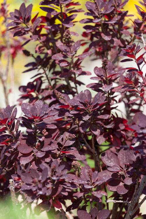 Cotinus coggygria 'Royal Purple' - Obrázek 1