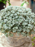 Sedum spathulifolium 'Cape Blanco' - Obrázek 2