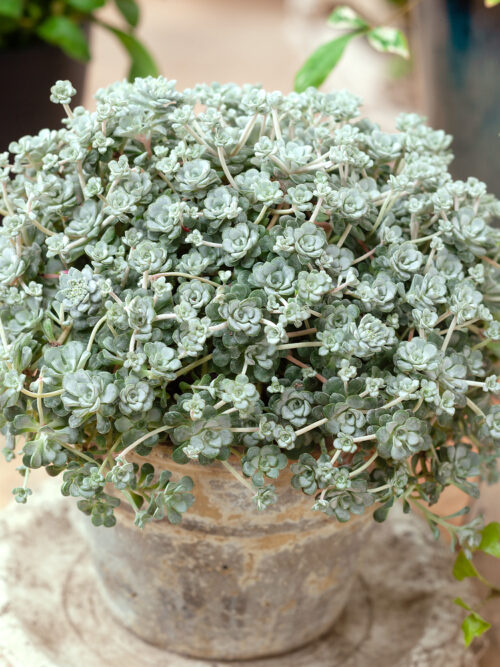 Sedum spathulifolium 'Cape Blanco' - Obrázek 2