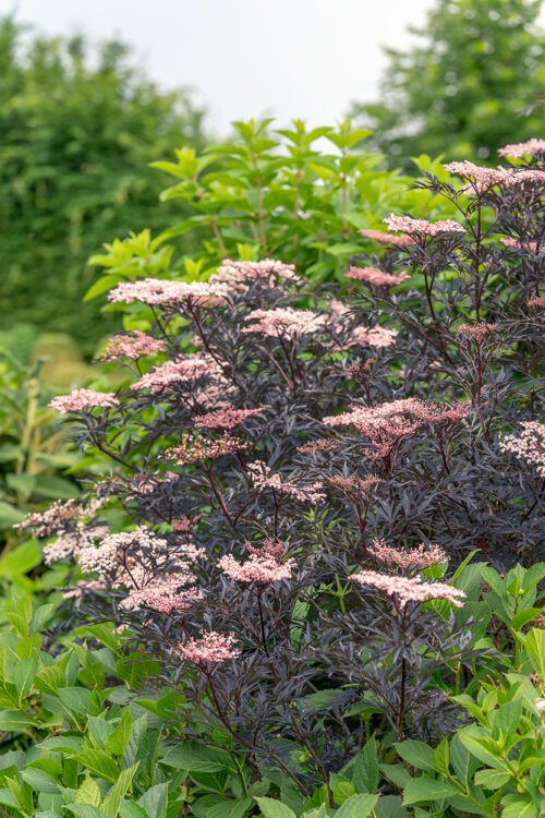 Sambucus nigra 'Black Lace' - Obrázek 1