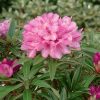 Rhododendron ponticum 'Graziella' - C10L-v. 30-40 cm