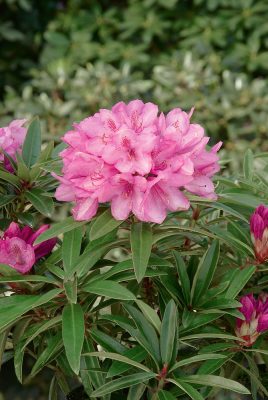 Rhododendron ponticum 'Graziella'